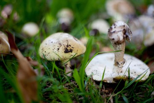 Deadly death cap mushrooms 