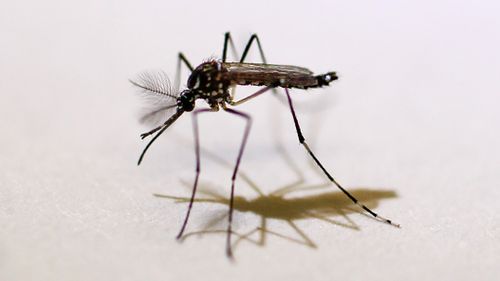 Singapore reports 41 locally transmitted Zika virus cases