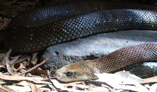Townsville man bitten six times by coast taipan in critical condition