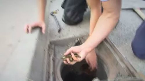 Panicking mother duck sparks heroic firefighter rescue