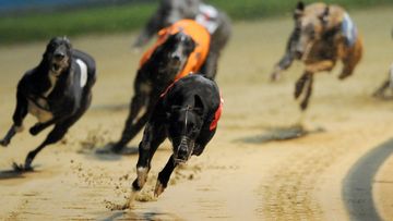 The Greyhound Racing NSW board has stepped down amid fallout of the live-baiting scandal. (AAP)