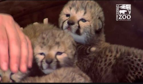 The cubs will be in round the clock care for up to 12 weeks. (Cincinnati Zoo &amp; Botanical Garden)