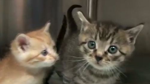 Best Friends Animal Society plan to take more kittens in.