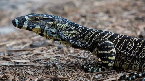 Goannas are another animal that feasts on mice.