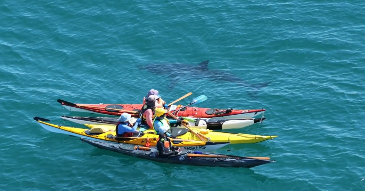 'Not again': WA kayakers survive close encounter with huge great white