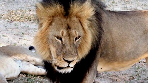Cecil was a popular tourist attraction in Zimbabwe. (Supplied)