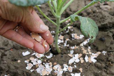 Crushed eggs shells around plant as organic fertiliser at home garden and an effective barrier for snails
