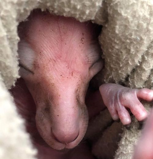 Fletcher was born at just 500g after being rescued from his mother's pouch.