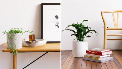 How adding indoor plants to your home office can improve productivity and mood