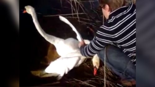 "Be careful to not break any bones," one bystander said, as the rescuer gingerly untangled the birds. (YouTube/Alexander Nor)