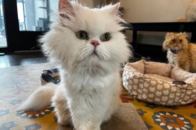 Snowball, one of the seven Persian cats left with a six-figure inheritance