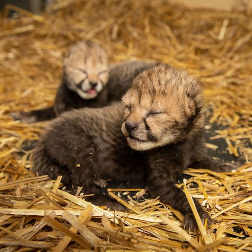 Cheetahs born using IVF in Ohio