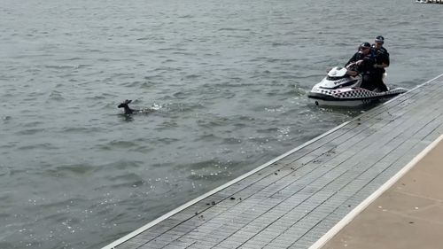 Police attempted to help rescue a kangaroo that was swimming in Canberra's Lake Burleigh Griffin yesterday.