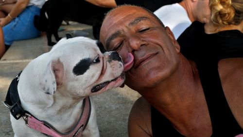 Massages for pups as Tel Aviv celebrates Dog Day