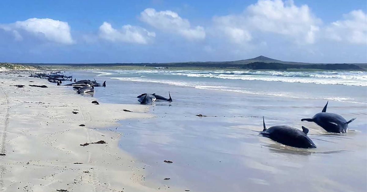 Hundreds of Whales Die in Mass Stranding in Australia, Smart News