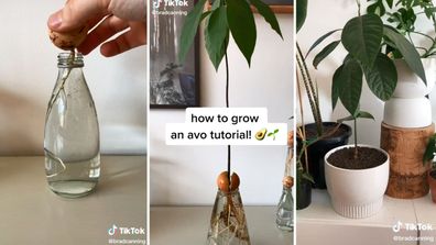 Brad Canning's tutorial on growing an avocado plant went viral on TikTok.