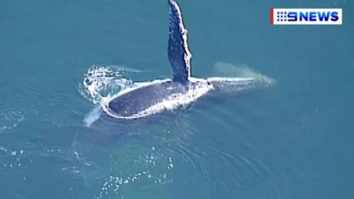 The 9NEWS choppercam enjoyed a friendly hello from the whale. 