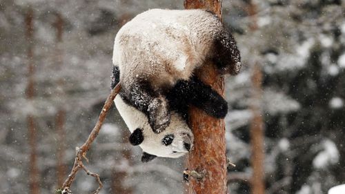 Jin Bao Bao climbs a tree. (Image: AP)