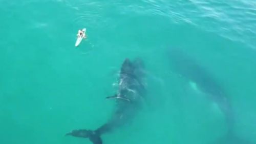 The pod of whales cruised by the tourist's board. (9NEWS)
