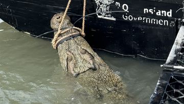 A large crocodile has been behaving aggressively around boats and reportedly lunged at a resident of a houseboat has been captured in Queensland.
