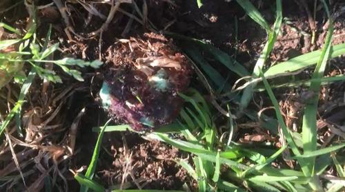 The meatball laced with rat poison was hidden in the grass and bushes.