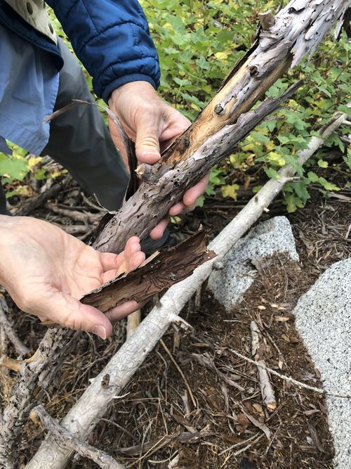 A US National Park Service ranger holds a branch from a sequoia trees which has been attacked by bark beetles