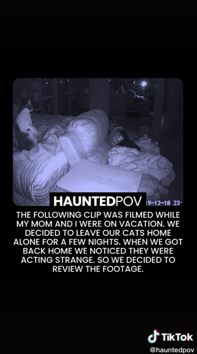 'Ghosts' disturb cats in haunting TikTok video.