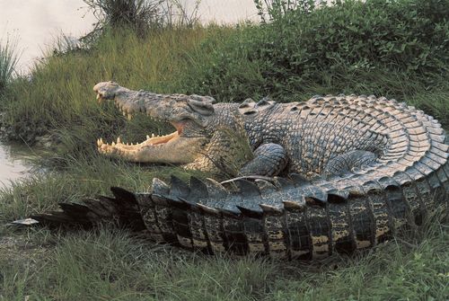 Man attacked by crocodile in Northern Territory's Daly River region