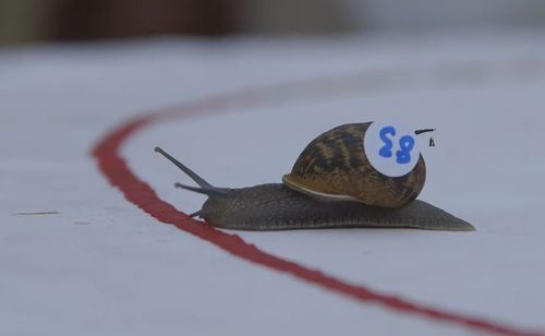 Snails must race 30cm to cross the finish line to be crowned winner. Image: Supplied