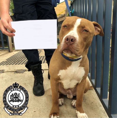 A Penrith man was this month charged with five separate incidents of cruelty which included  whipping, dragging, kicking, punching, and throwing Hercules (pictured), a white and tan Staffordshire terrier, in his care.