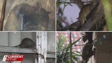 The 'rat house' leaving neighbours worried about their health 