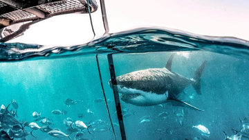 The effectiveness of a long-range electric shark deterrent was tested in South Australian waters. 