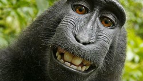 Wikimedia refuses to delete macaque monkey selfie