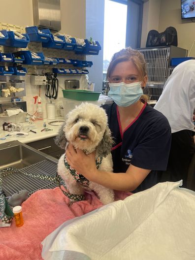 Scout and Nurse Rebecca from Sydney Animal Hospitals Kellyville.