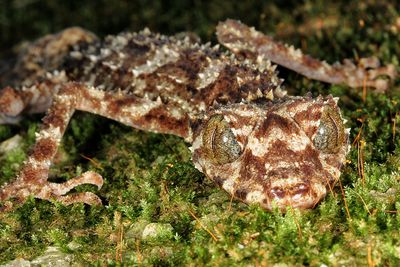 Cape Melville leaf-tailed gecko 