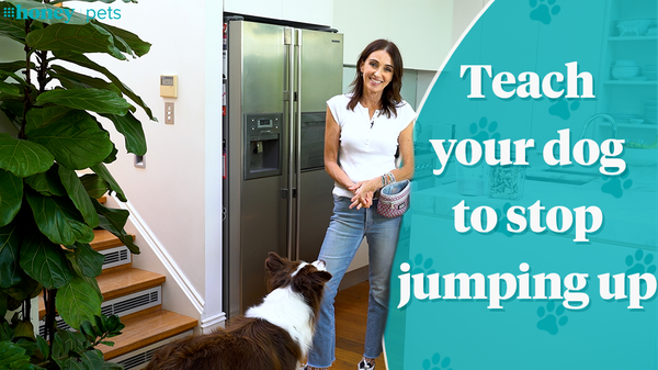 23 Ideas to Keep Your Dog Busy  Matraville Veterinary Practice