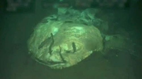 Graveyard of ocean giants discovered