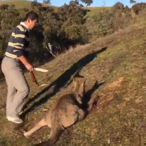 It's unclear why the man decided to kill the kangaroo. (Facebook)