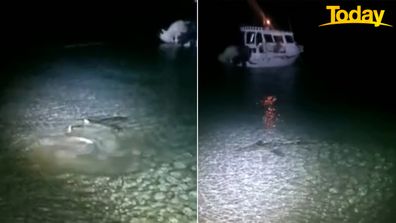 Adam Norton Pilbara Coast shark attack