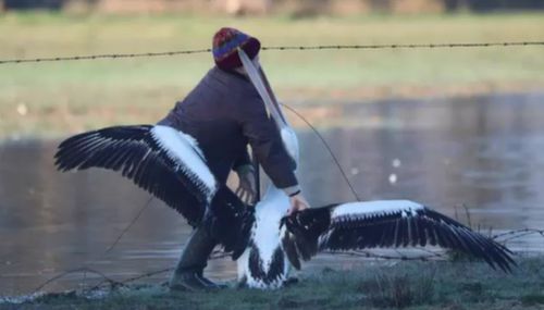 Until the pelican decided to open its beak wide and engulf his saviour's head. (Paul Blake)