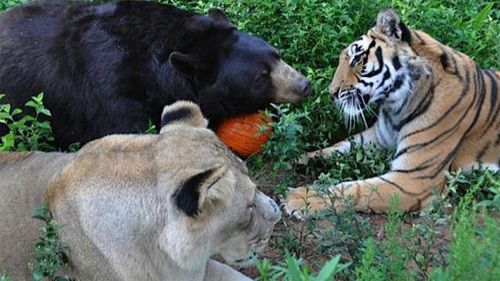 New rules can't split bear, lion and tiger