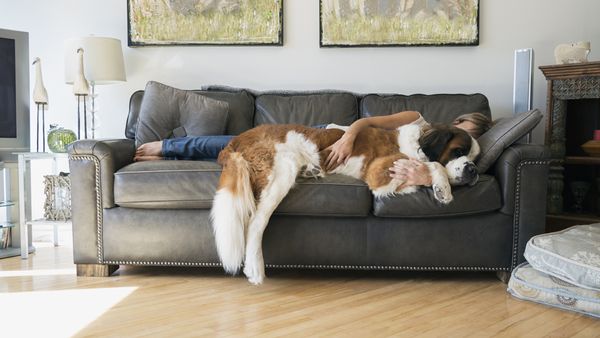 Nothing eases the pressure quite like a hug from a pet. Image: Getty.