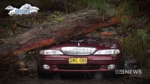 In Willoughby a gum tree branch fell onto several cars. (9NEWS)