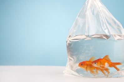 Bride gives wedding guests live goldfish