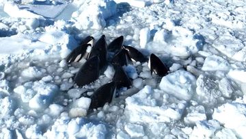 Killer whales trapped