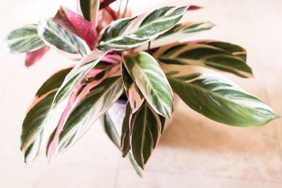 Pet-safe houseplants