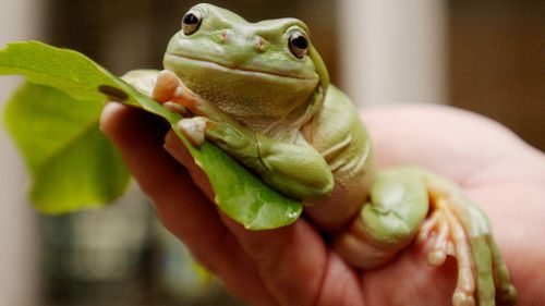 A green tree frog in Sydney. (AAP file image)