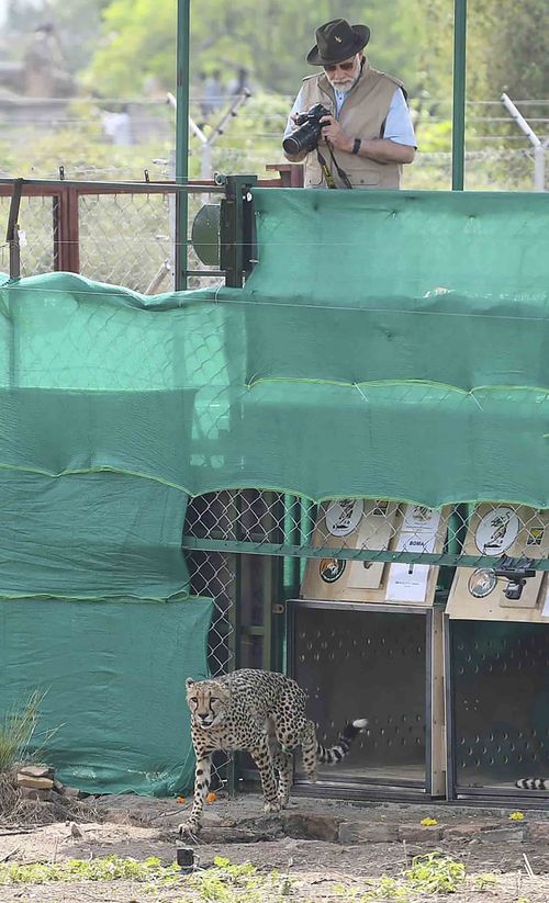 Indian Prime Minister Narendra Modi watching a cheetah after it was released in an enclosure at Kuno National Park, in the central Indian state of Madhya Pradesh.
