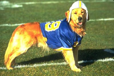 This golden retriever has played all the sports in his various sequels: basketball, baseball, American football, soccer and beach volleyball.