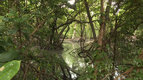 Chinaman Creek is a popular crab pot area. (9NEWS / Sacha Passi)